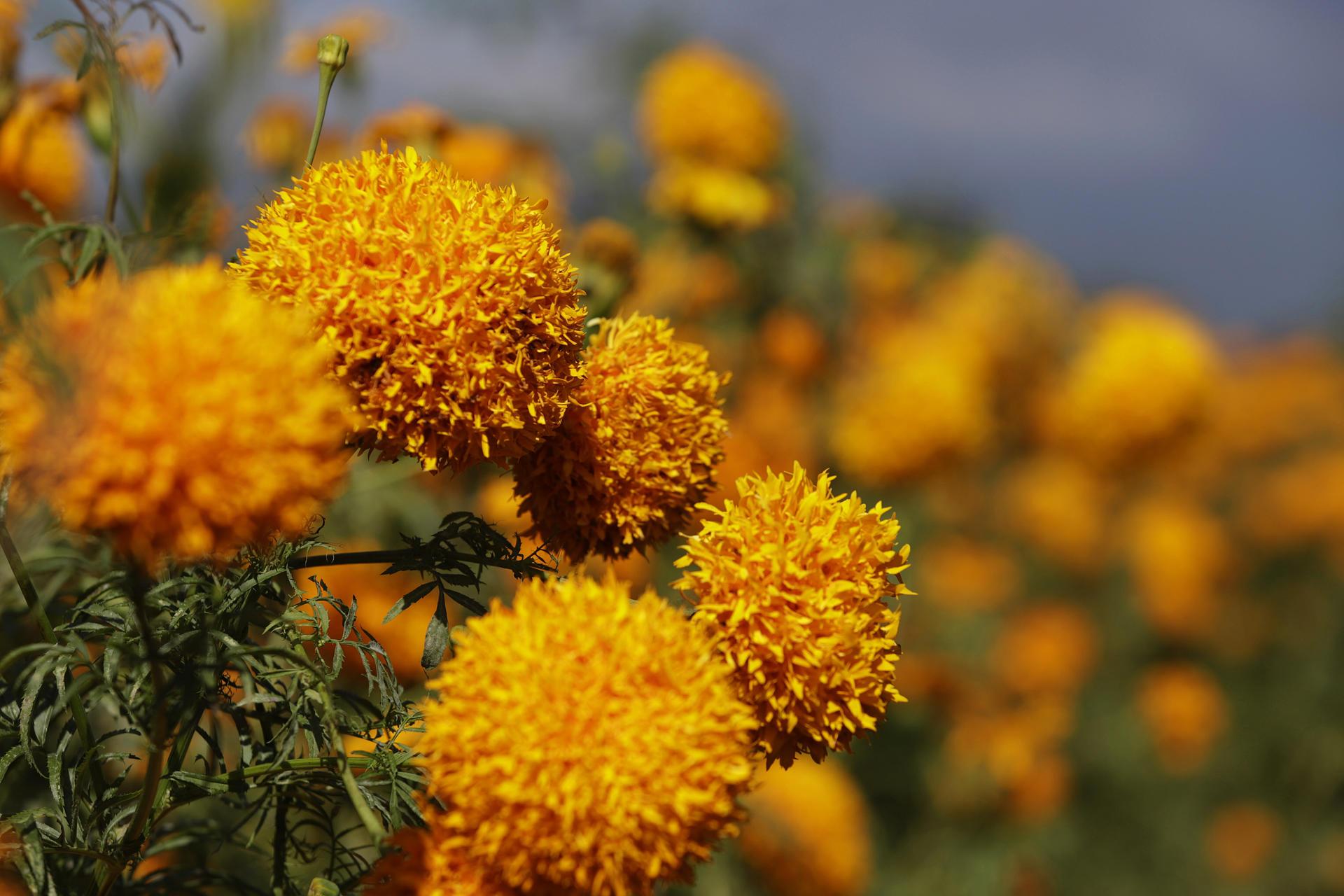 La flor de cempasúchil está lista para llegar a los altares mexicanos en el Día de Muertos