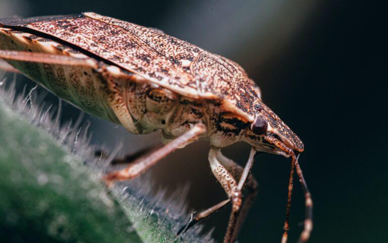 Regresa a España plaga de chinches que se creía erradicada