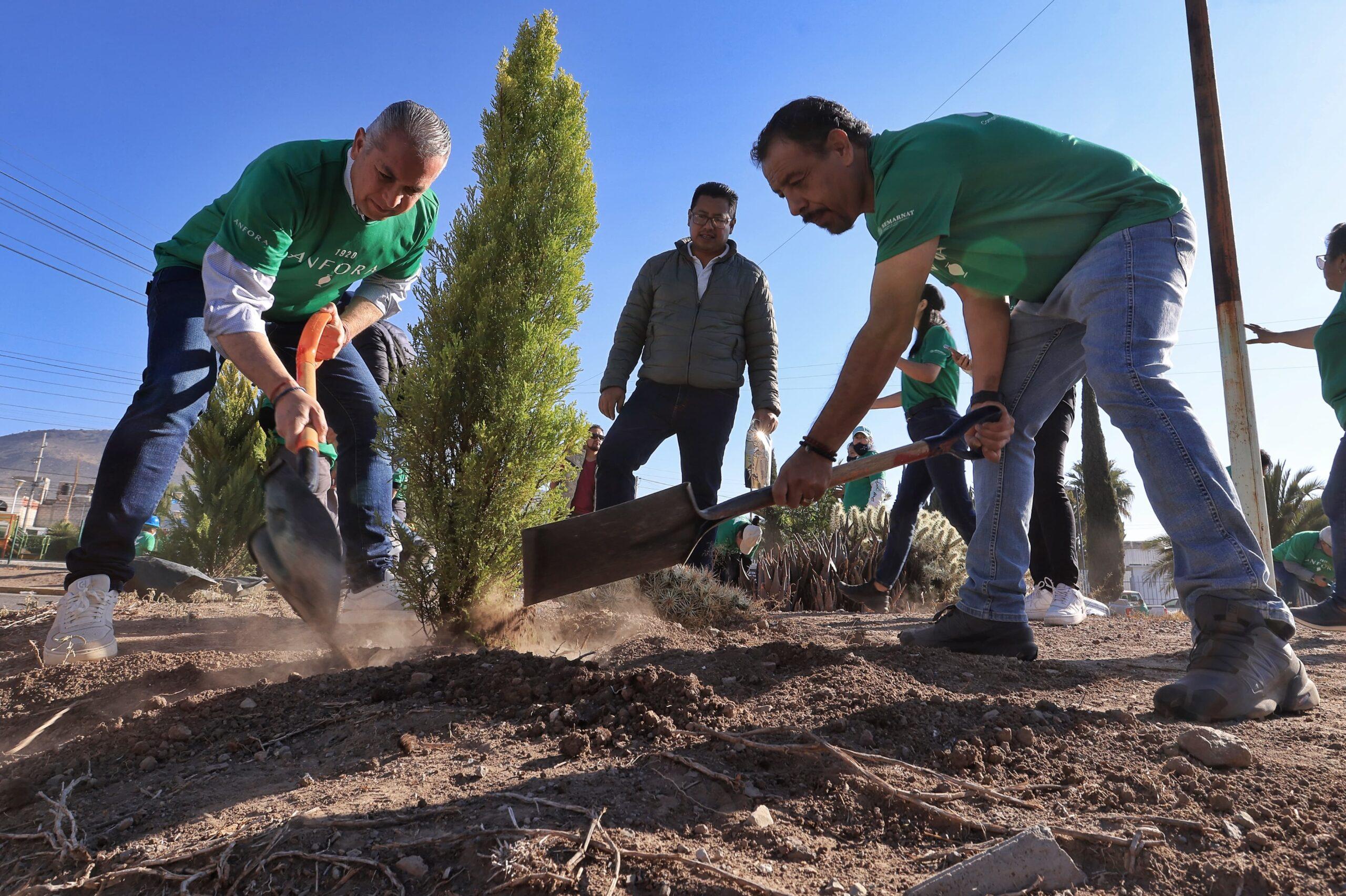 Alcaldía de Pachuca y Anfora reforestan en Piracantos