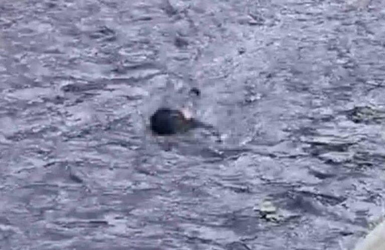 Aparece cadáver de un hombre flotando en canal de aguas negras, con signos de tortura