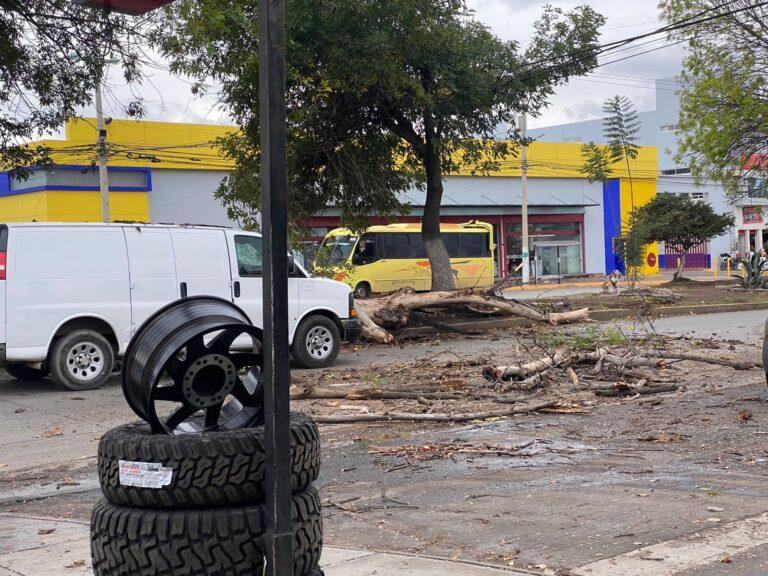 Cae árbol sobre bulevar Emiliano Zapata