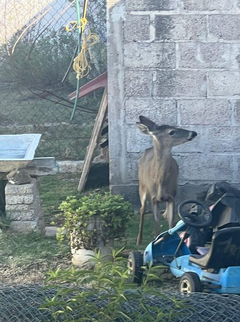 Muere venadita hallada en Huajomulco