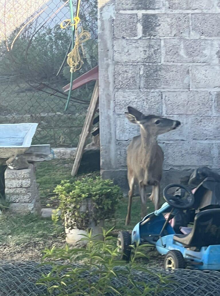 Resguardan venadito que deambulaba en Huajomulco