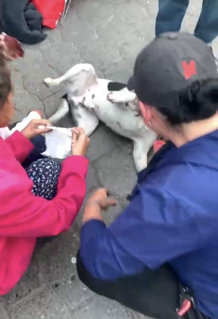 Exigen castigo a responsable de crueldad animal en Zimapán Exigen castigo a responsable de crueldad animal en Zimapán