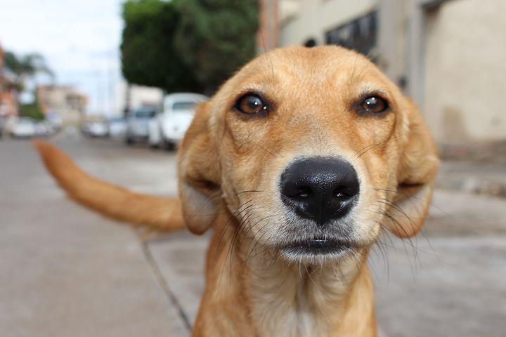 Pide Vanesa Escalante sanciones más fuertes contra maltrato animal