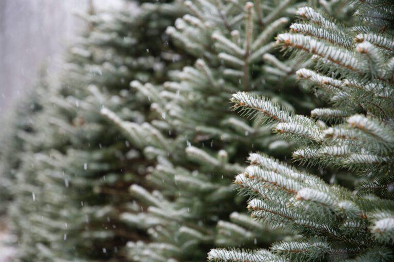 Inicia estrategia de acopio y recolección de árboles de Navidad Inicia estrategia de acopio y recolección de árboles de Navidad