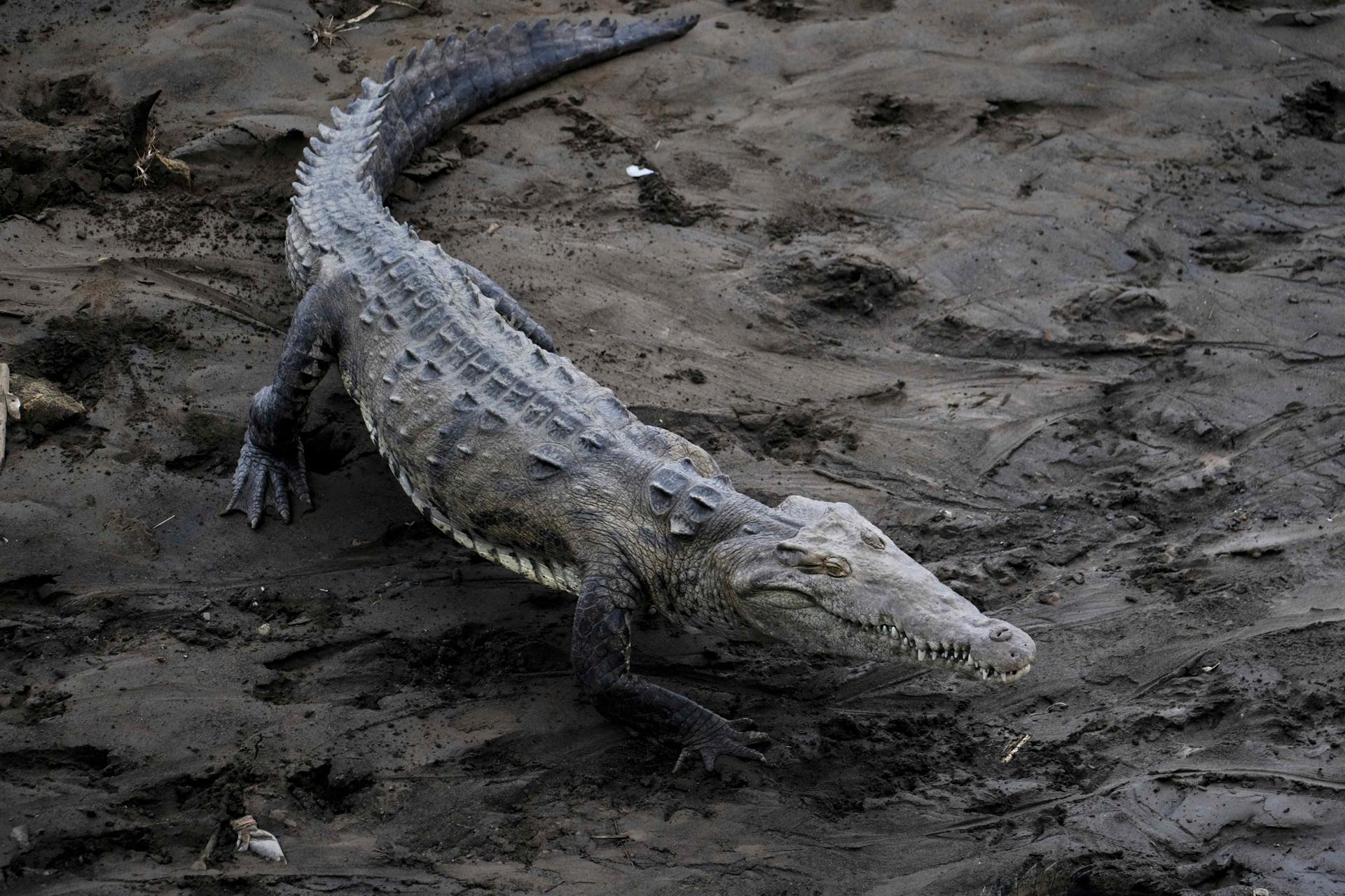 Autoridades alertan de la presencia de cocodrilos en playas del sur de México