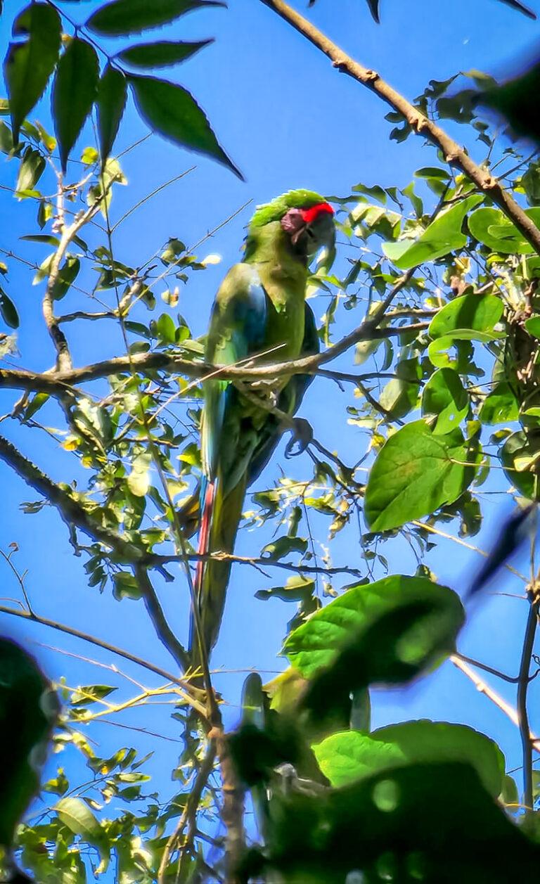 Detectan nuevas parvadas de guacamayas verdes