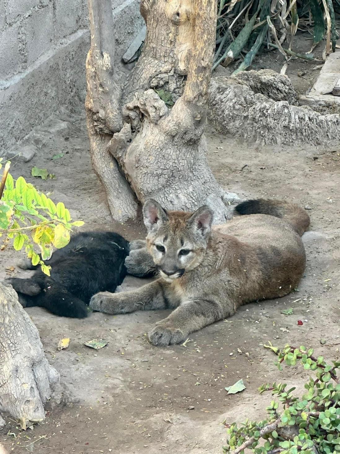 Parque del Puma, sí tiene permisos y son federales 