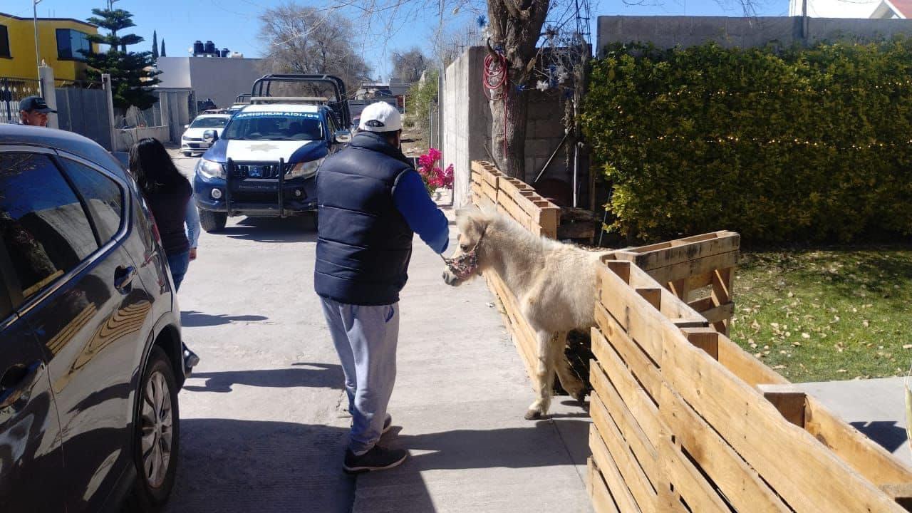 Salvan a poni víctima de crueldad, policía lo rescata 