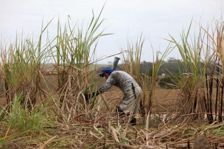 Liberaron a 3.190 trabajadores esclavos en Brasil durante 2023 Liberaron a 3.190 trabajadores esclavos en Brasil durante 2023
