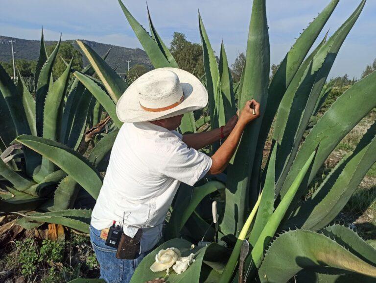 Hidalgo, región pulquera por excelencia Hidalgo, región pulquera por excelencia
