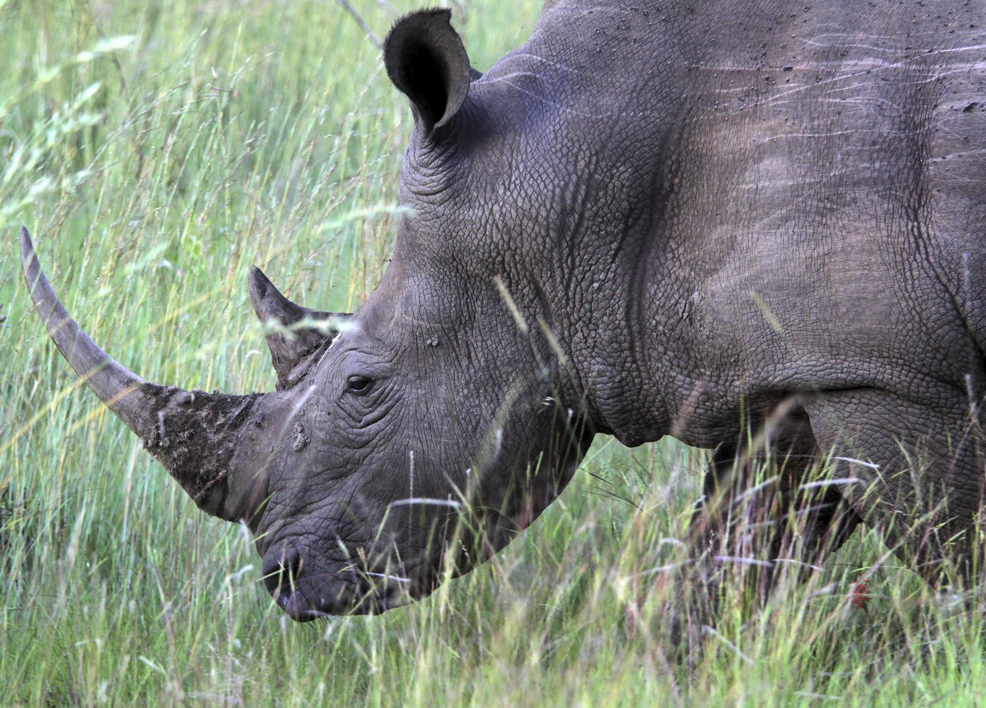 El número de rinocerontes muertos por caza furtiva aumentó en Sudáfrica en 2023, con 499