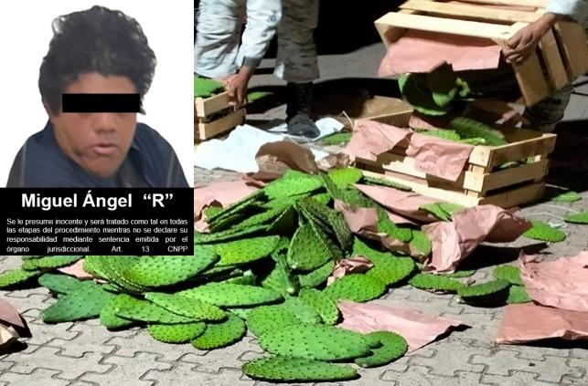 Escondía entre nopales más de 500 kilos de clorhidrato de cocaína y lo detuvieron 