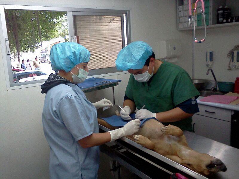 Esterilizan a más de 30 mil animales de compañía