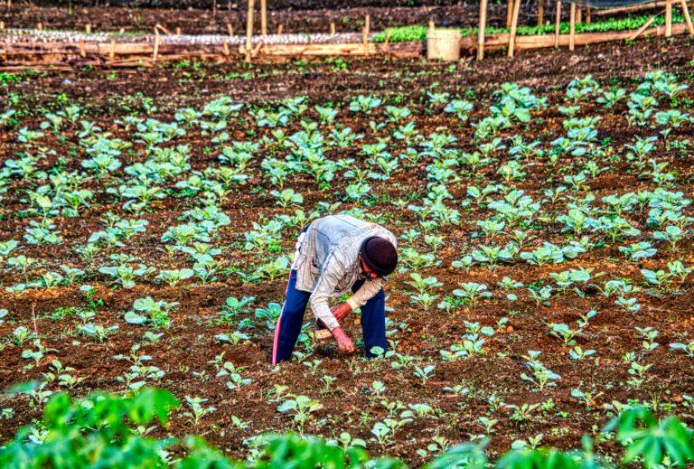 ARRANCA OFICIALMENTE PROGRAMA DE FERTILIZANTES BIENESTAR