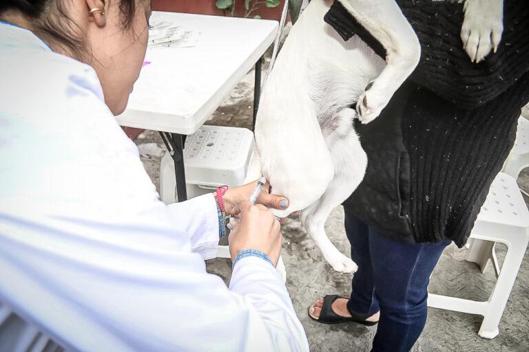 Proponen clínicas veterinarias públicas