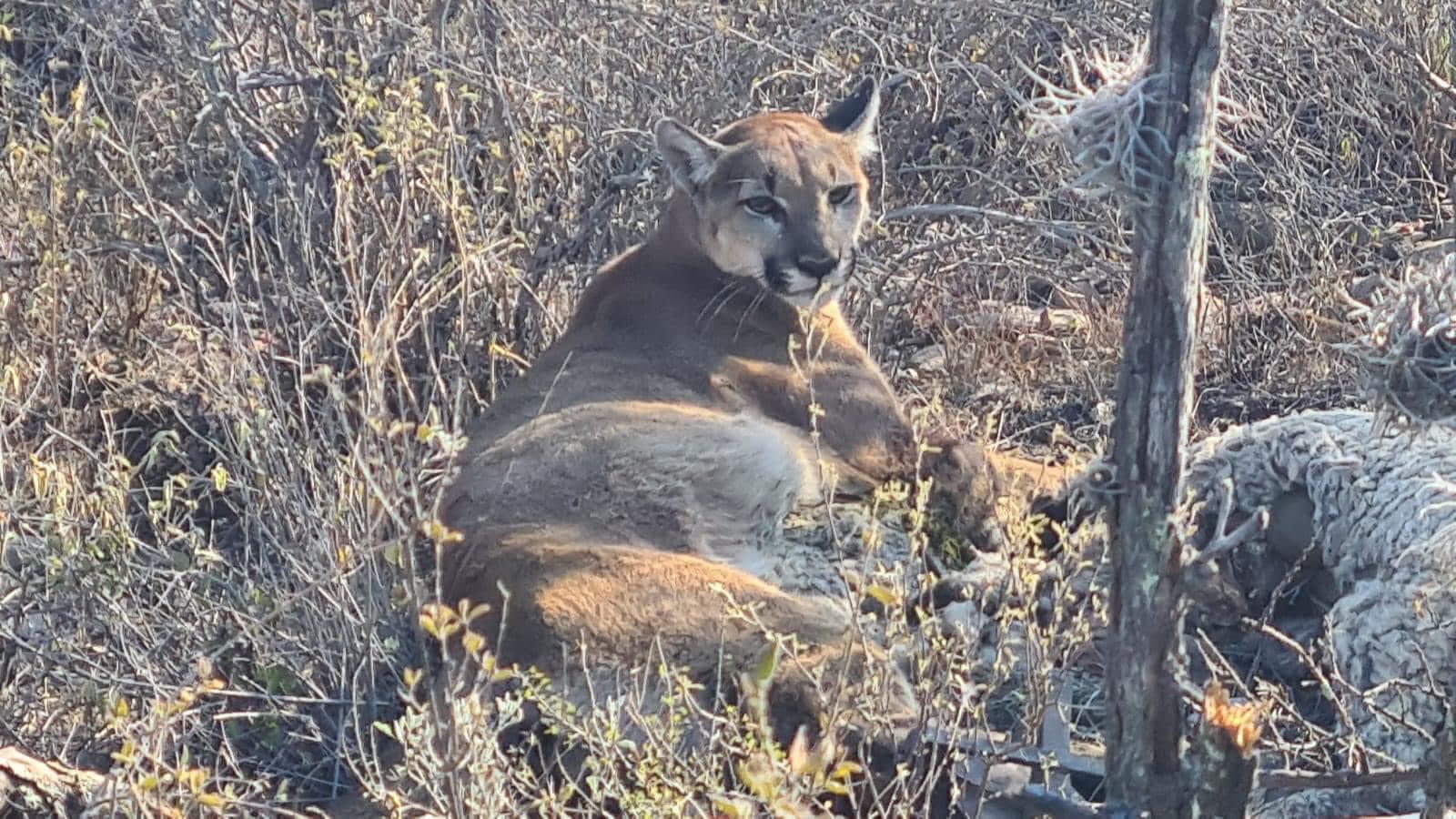 Buscan a un puma, pretenden capturarlo y reubicarlo