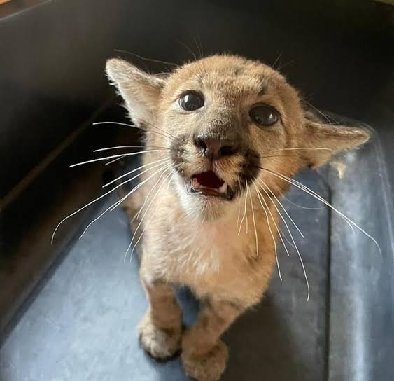 Entrará en funciones el parque del Puma en Actopan