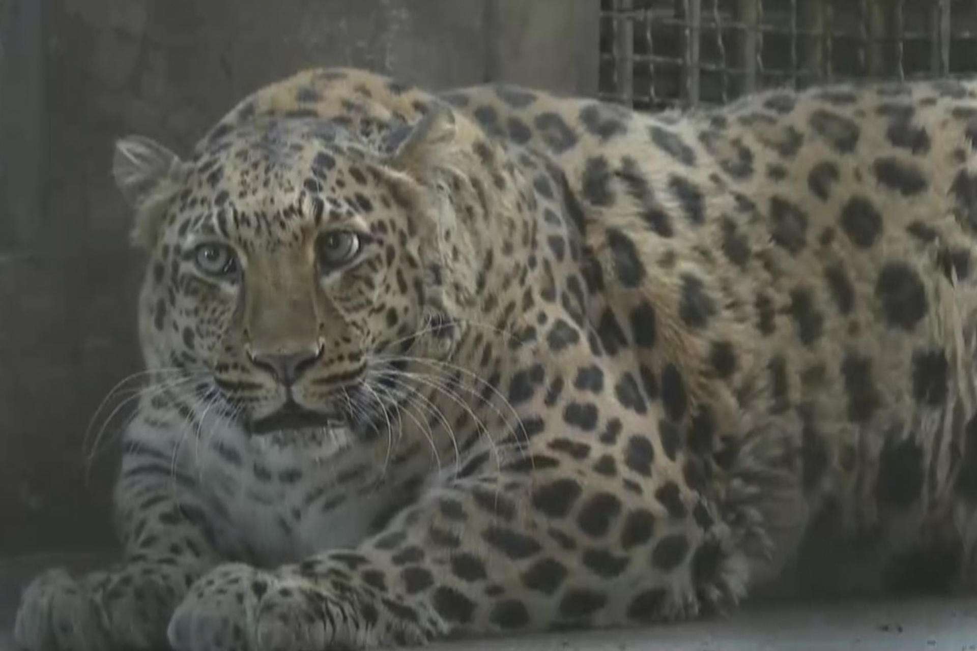 Un zoo de China pondrá a dieta a un leopardo obeso que causa furor entre los visitantes