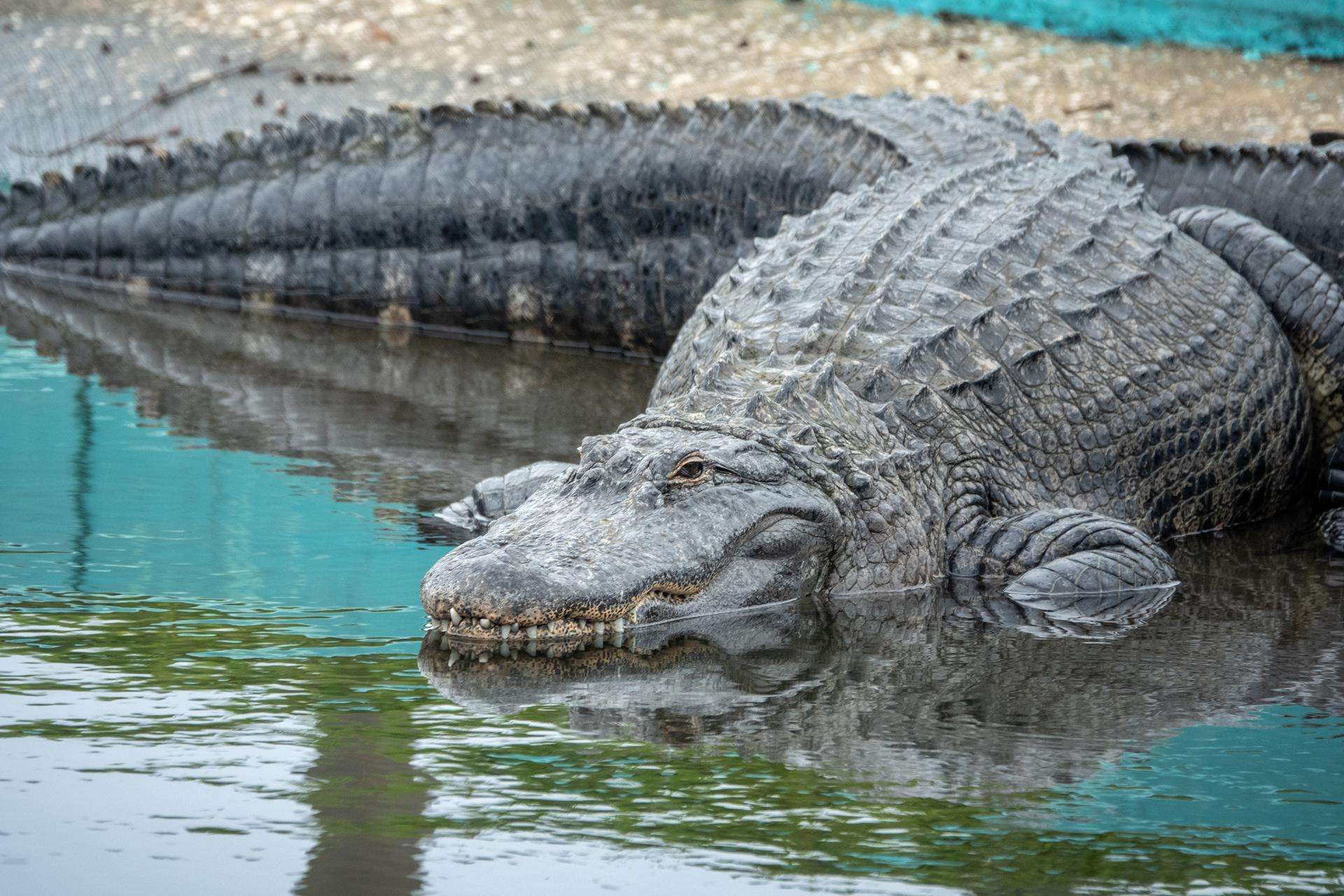 Es falso que miles de cocodrilos fueron lanzados al Río Bravo por E.U.