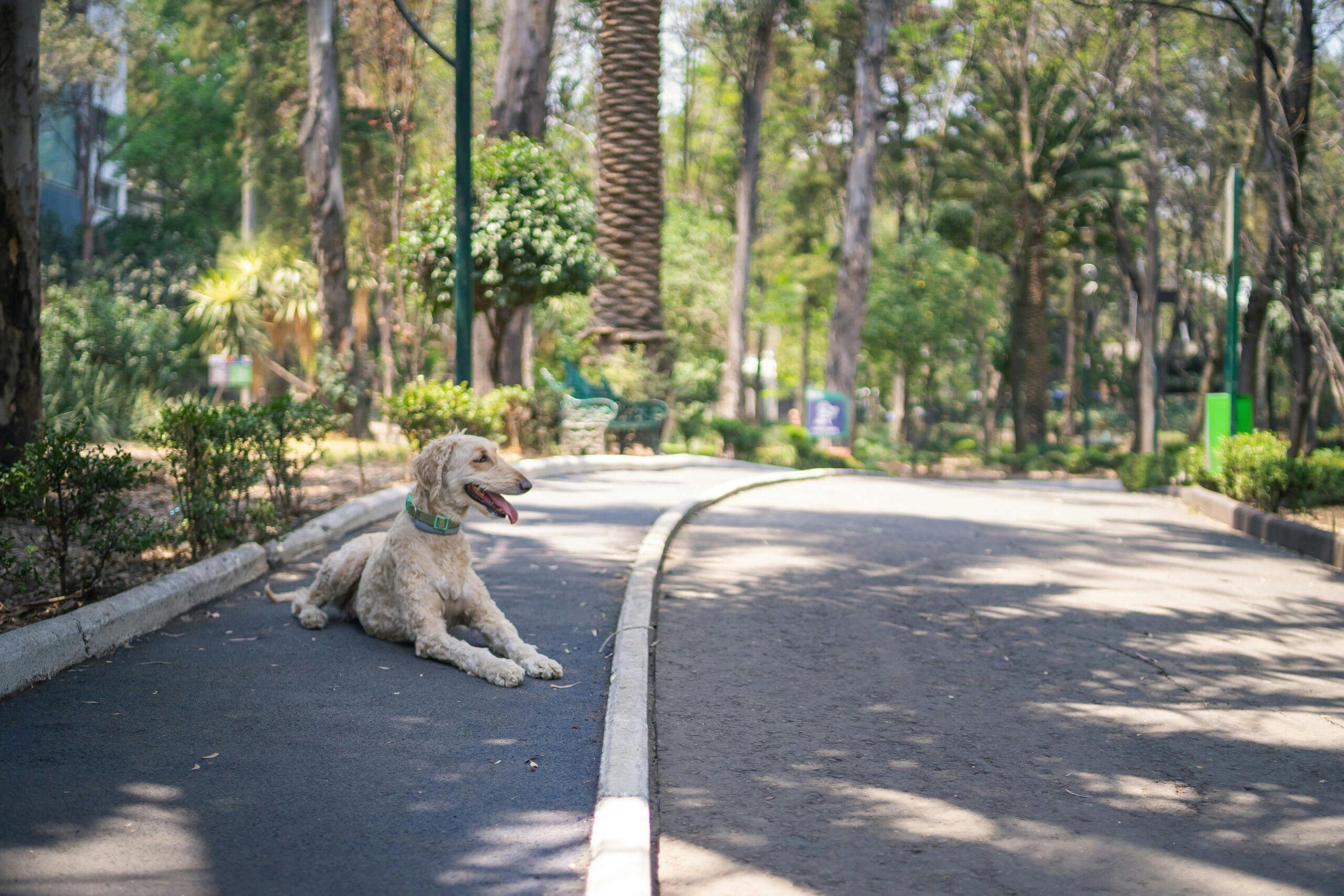 Aprueban sanciones más severas contra el maltrato animal