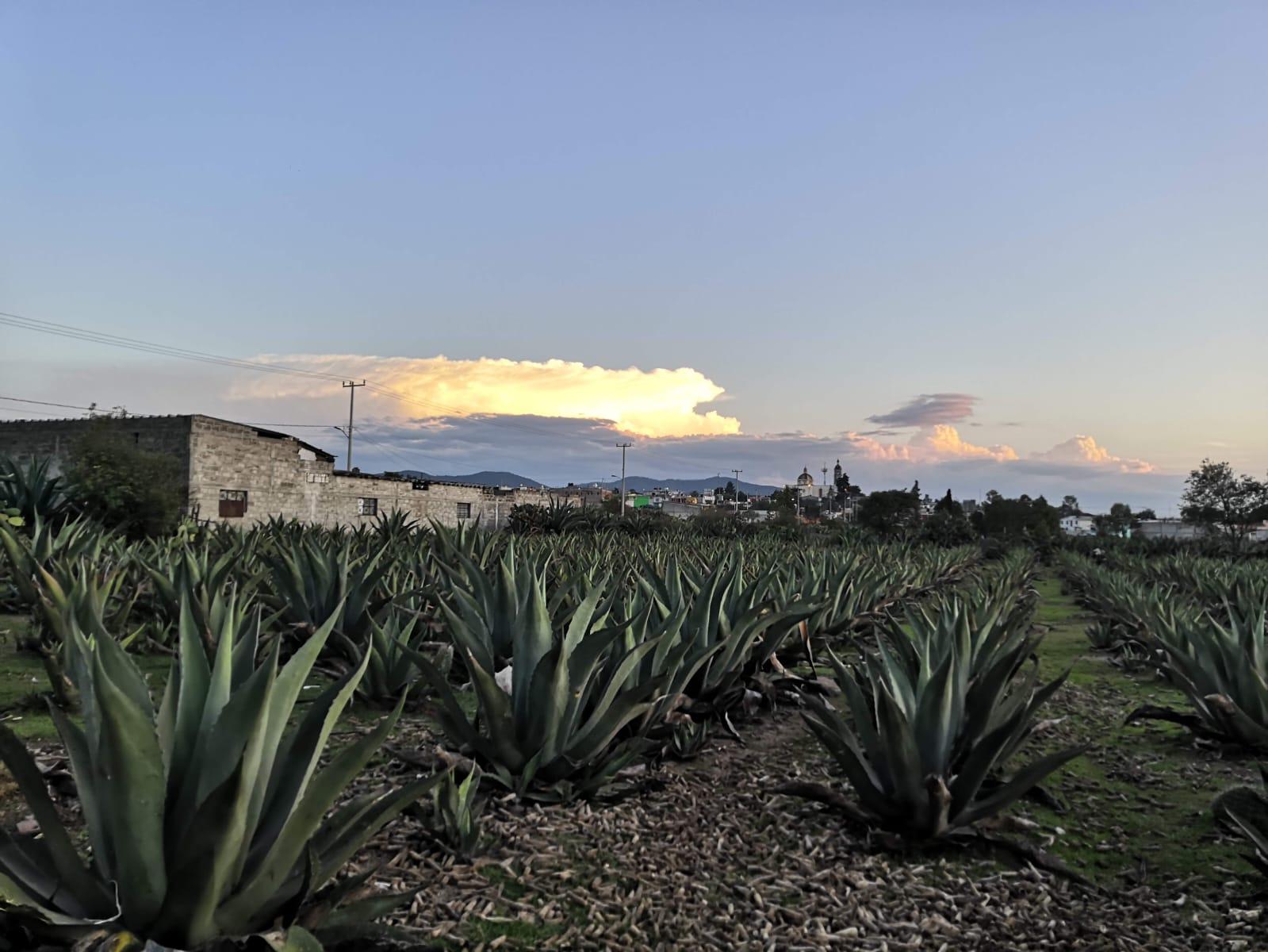 Proponen el cuatro de marzo como “Día del Maguey”