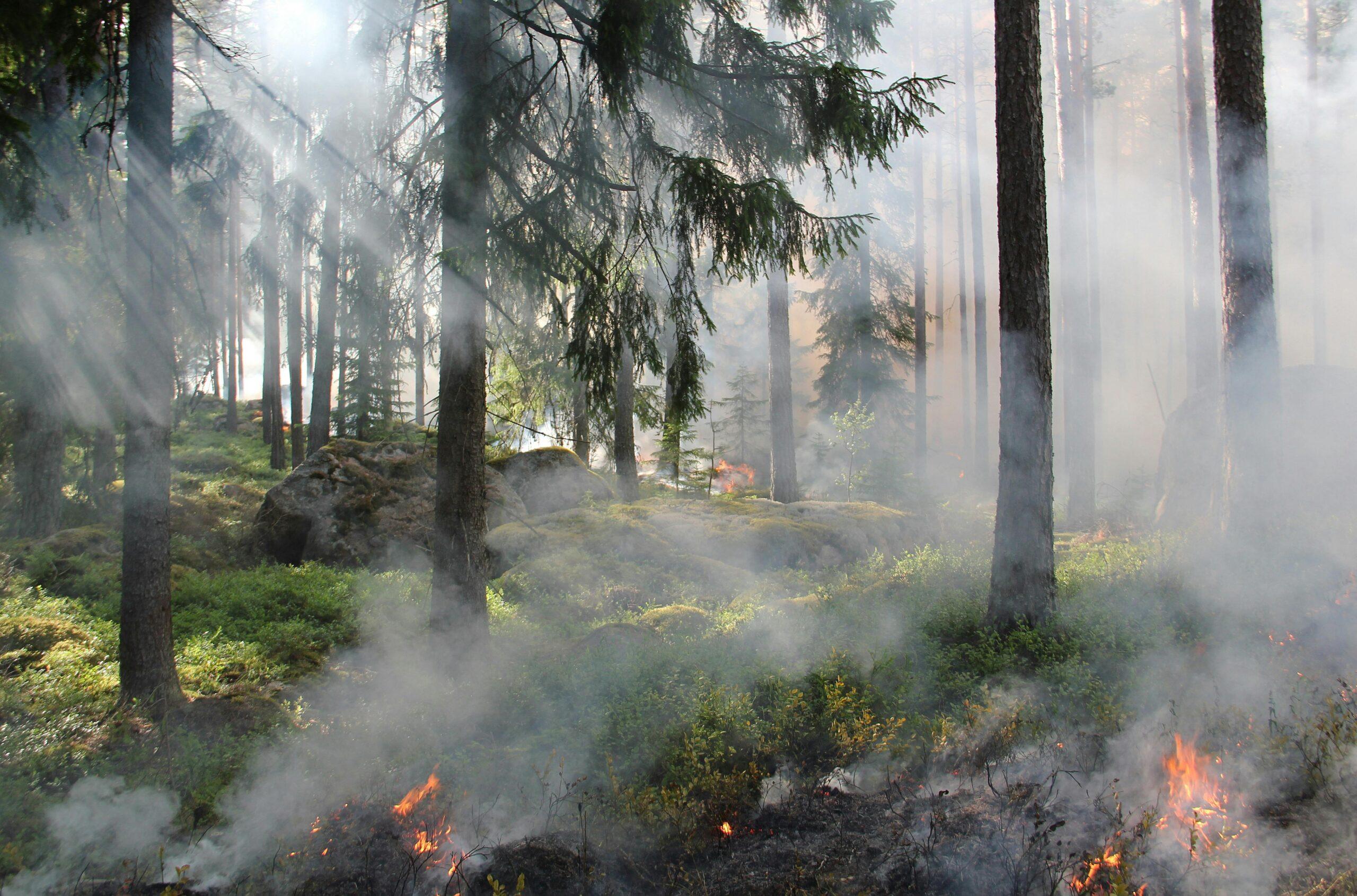 Un total de 13 incendios forestales en la entidad