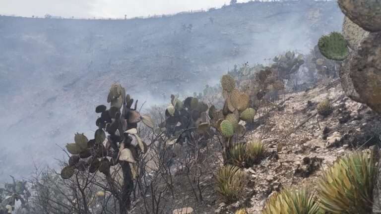 Incendio forestal consume más de 40 hectáreas de pastizales