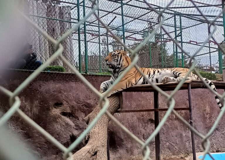 Zoológico de Tulancingo contará con servicio en Semana Santa