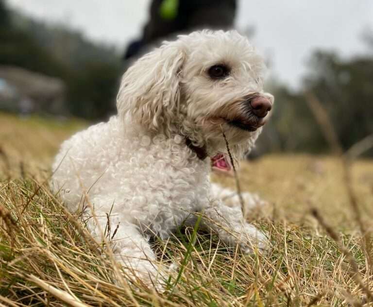 Sancionarán el abandono animal en Hidalgo