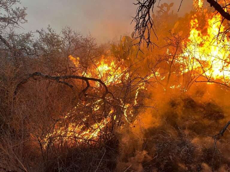 Incendio forestal en Monte Alegre y SanLucas, afecta 39 hectáreas de terreno