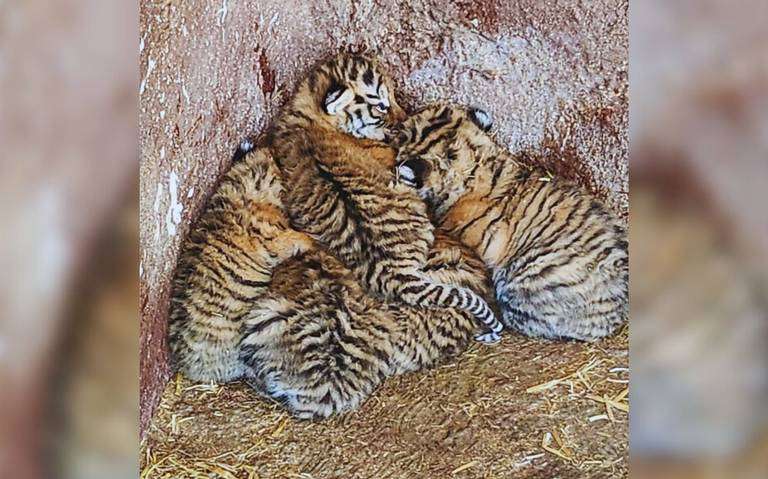 Nacen 5 cachorros de tigres de bengala en Zoológico de Tulancingo