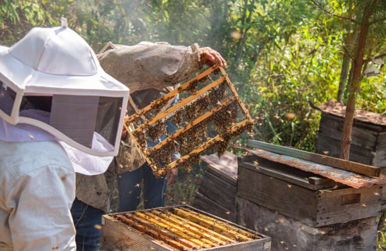 Mujeres indígenas luchan contra la crisis climática al salvar abejas en el sur de México