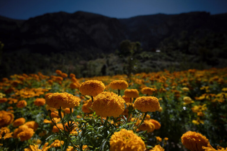 Un campo de la flor cempasúchil adorna zona industrial