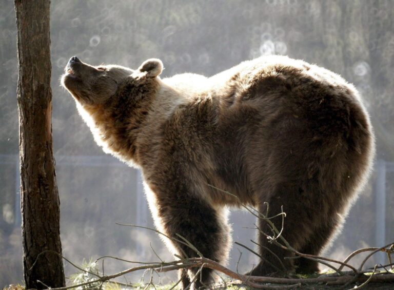 Un Cazador Condenado a cuatro Meses de prisión por matar a un oso