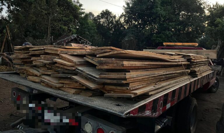 Hallan predios de taladores clandestinos; procesaban madera con materia prima