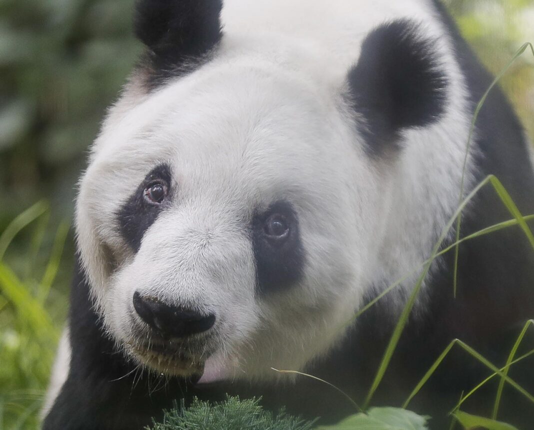 Panda mexicana Xin-Xin cumple 35 años en la Ciudad de México
