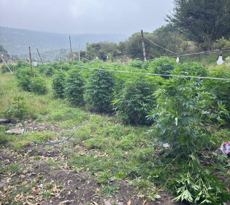 Asegura la FGR plantío de marihuana 