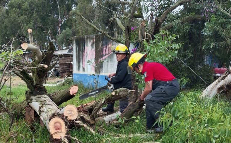 Atienden caída de arbolado por lluvias en Tulancingo