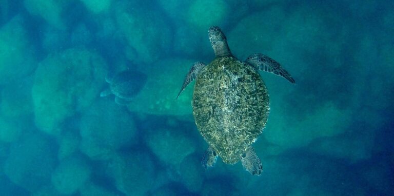 La Cineteca Nacional presenta «México por el clima: semana de acción”