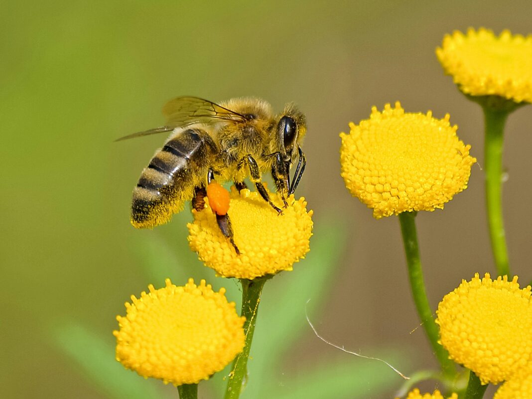 SEMARNATH ALERTA En periodo de floración, evitar espantar a las abejas_ Ilustrativa