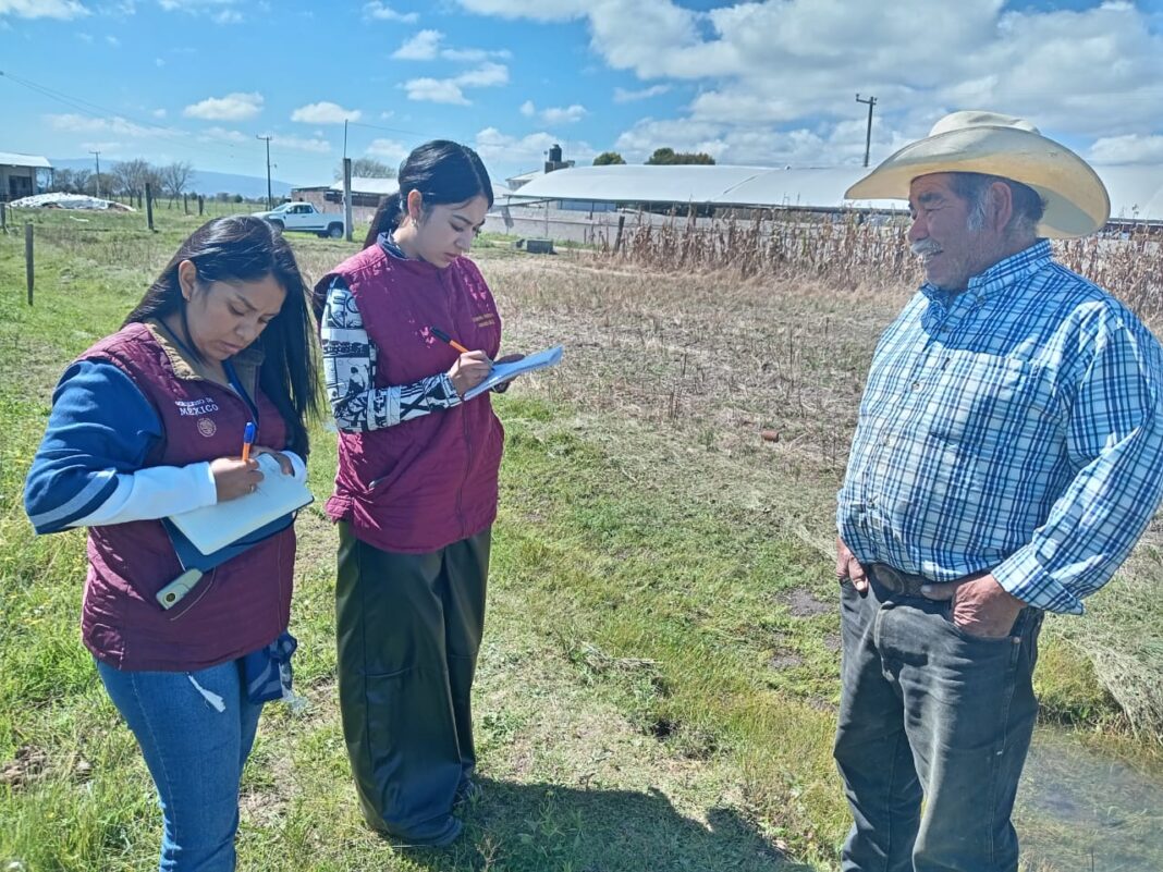 NOTA 2 Campos de maíz y frijo alcanza madurez - CORTESÍA