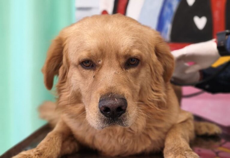 Abandonan a perrito en Rinconada del Venado 