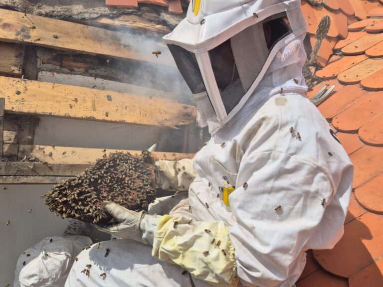 Recibe PC de Mineral de la Reforma reconocimiento nacional