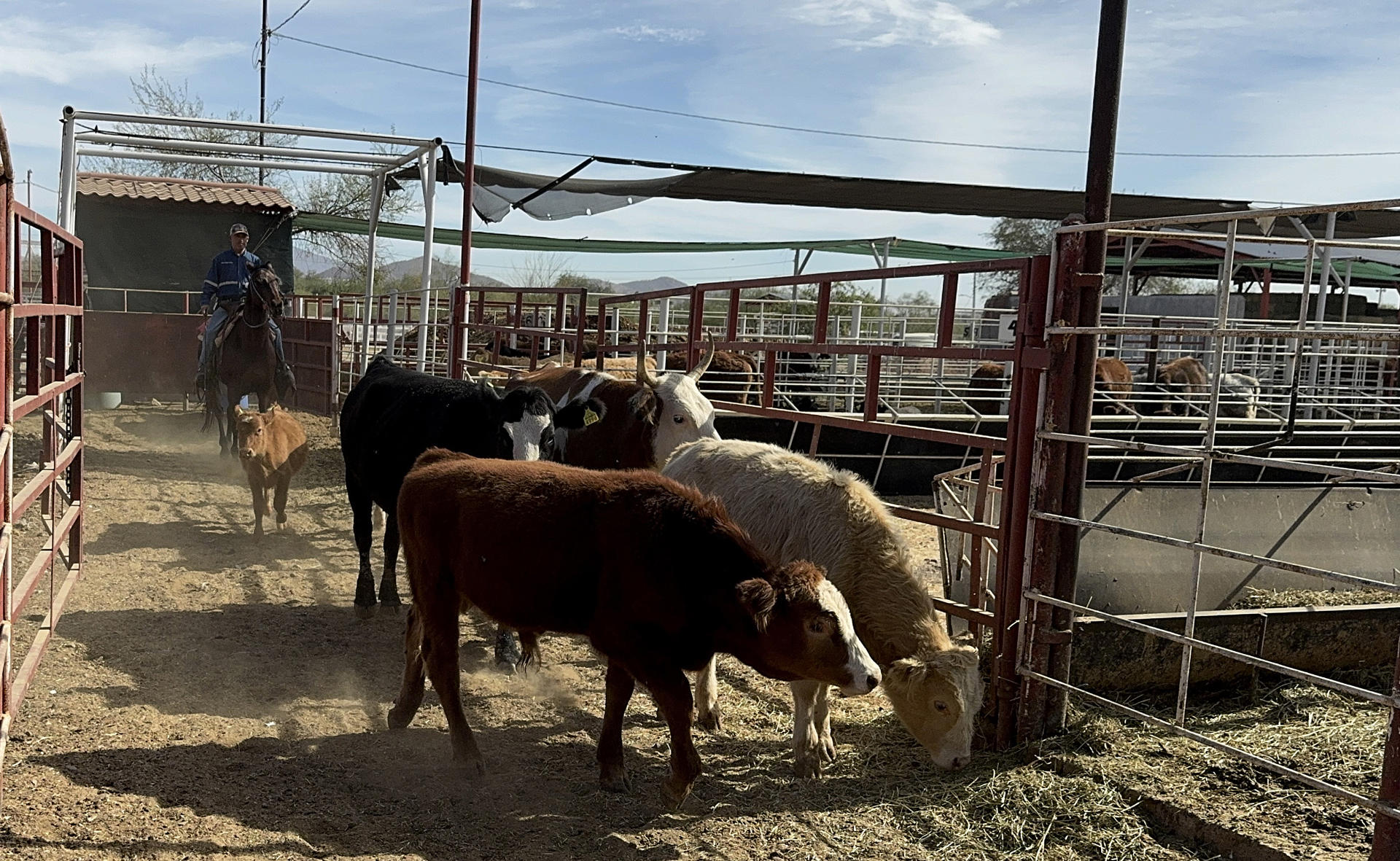 México suma 14 mil 321 casos de gusano barrenador