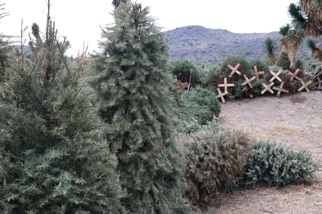 Copia de 200126_SEMARNATH_ENTREVISTAS-168