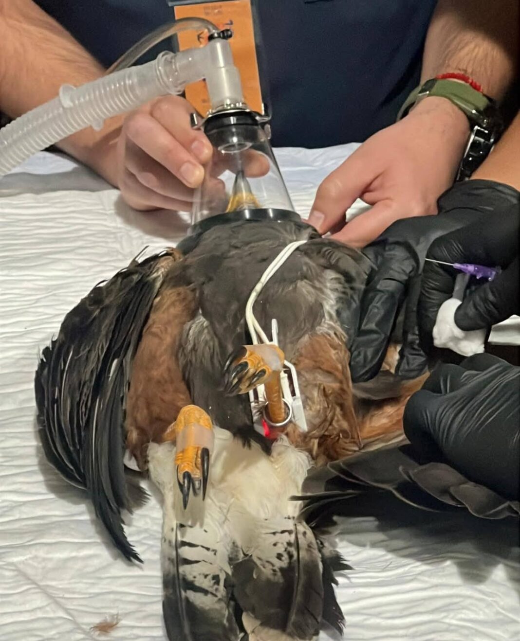 PACHUCA Impartirán curso de rehabilitación de fauna silvestre _Facebook Unidad de Rehabilitación de Fauna Silvestre Pachuca