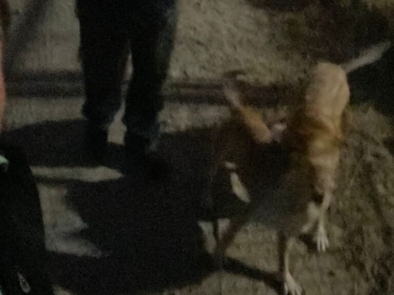 Rescatan a un perro que estaba atorado en un predio