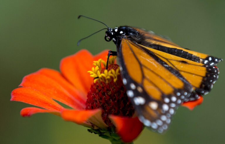 México pone en marcha un sistema de rastreo de la mariposa monarca
